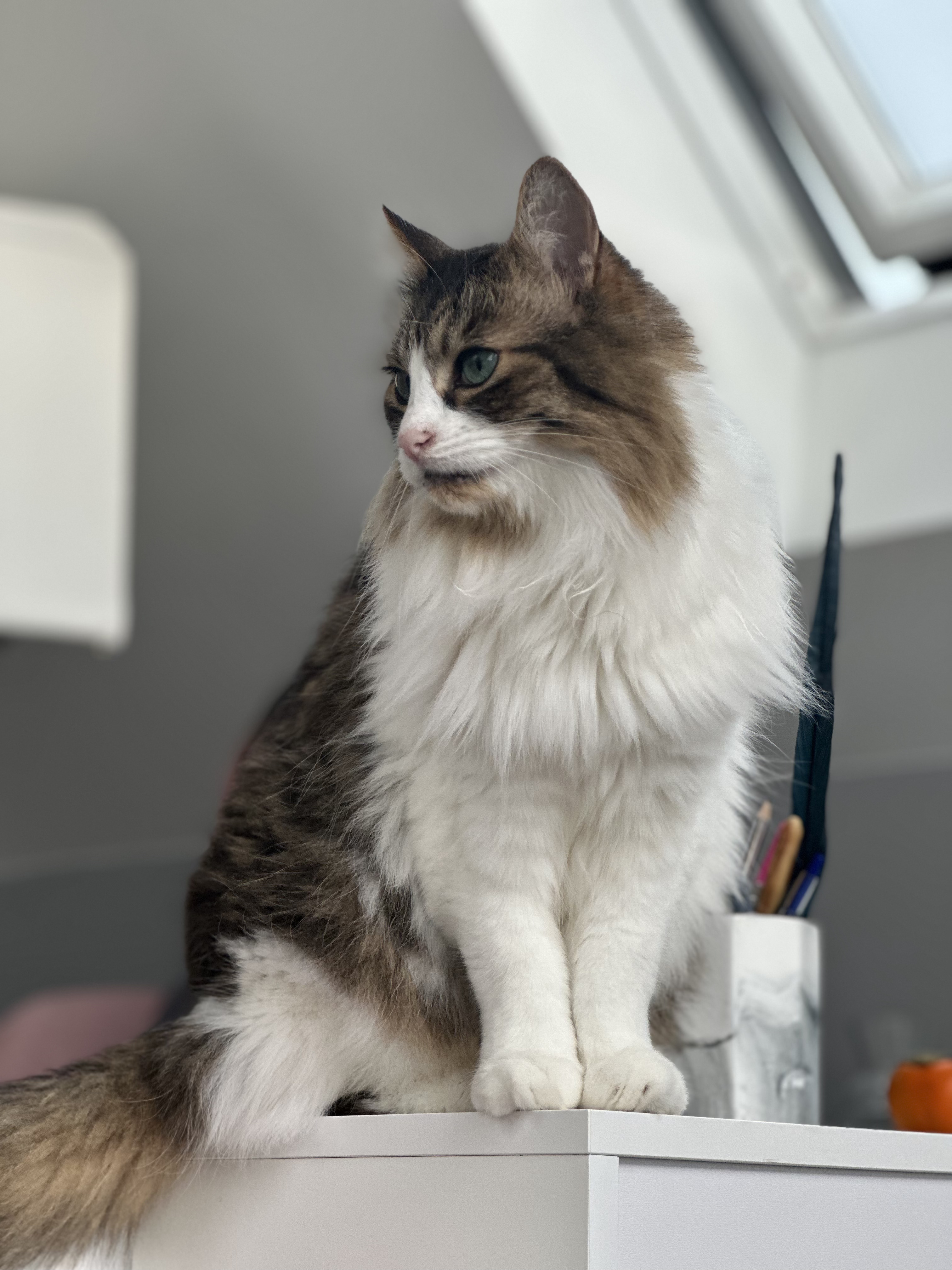 Apollo